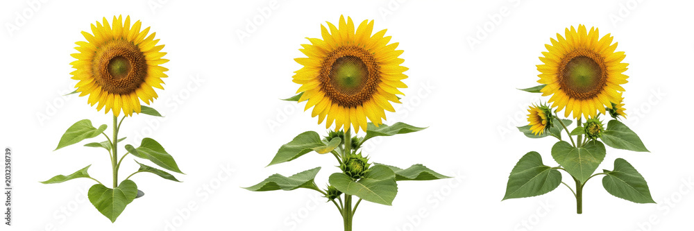 Obraz premium Sunflower plant, Helianthus annuus, Asteraceae family, medicinal nutritional annual floral profile, large yellow composite flower head brown disc florets cordate hairy leaves, botanical specimen map