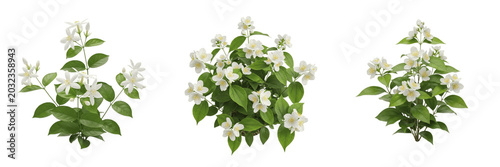 Foto Jasmine plant, Jasminum officinale, Oleaceae family, aromatic medicinal climbing