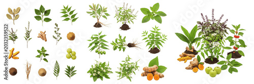 Schilderij op canvas Mixed Ayurvedic plants, diverse traditional Indian botanical taxa, comprehensive