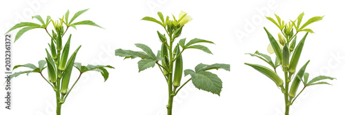 Schilderij op canvas Okra crop plant , fresh green okra pods on stem, agricultural photography exhibi