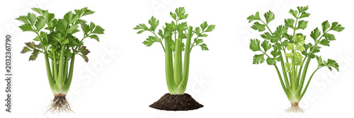 Bild auf Leinwand Celery crop plant , fresh celery stalks and leaves, realistic agriculture style