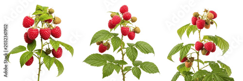 Konstfotografi Raspberry crop plant , red raspberries on thorny branch, centered shot exhibitin