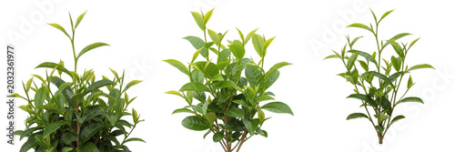 фотографія Tea crop plant , fresh tea leaves on branch, centered agricultural image exhibit
