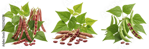 Tableau sur toile Kidney bean crop with bean pods and leaves vascular tissue agriculture showing p