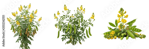 Schilderij op canvas Pigeon pea crop with yellow flowers and pods flora organism biomass showing plan