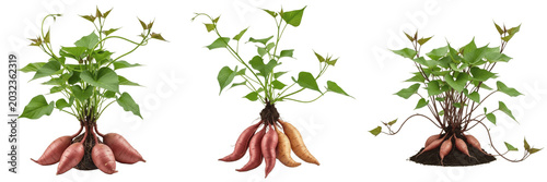 Bild auf Leinwand Sweet potato crop plant with tubers and leafy vines root morphology showing plan