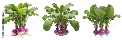 Photos Turnip crop plant with purple turnips and green leaves flora biomass showing pla
