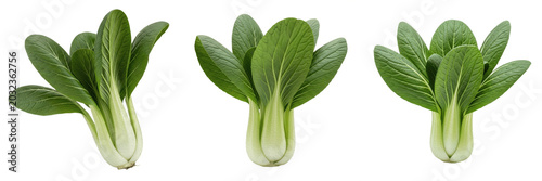 Foto Bok choy crop with Asian cabbage plant vegetative biomass organism showing plant