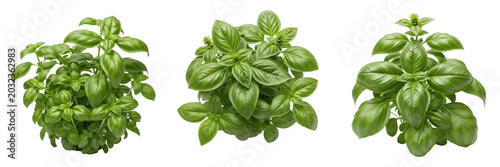 Foto Basil crop with aromatic basil leaves on plant specimen flora tissue showing pla