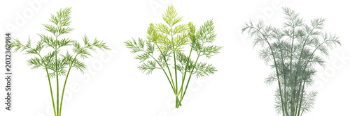 Schilderij op canvas Dill crop with feathery dill leaves and stems vegetation taxonomy showing plant