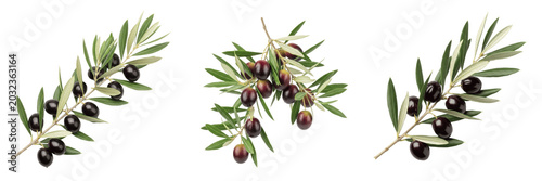 Foto Olive crop with olive branch with ripe olives evergreen taxonomy showing plant a