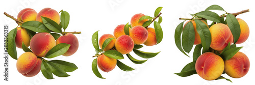 Bild auf Leinwand Peach crop with ripe peaches with leaves on branch stone fruit tree showing plan