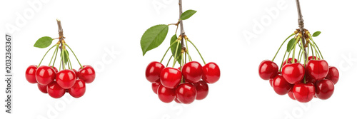 Fotografie Cherry crop, red cherries hanging on branch showing plant anatomy, vascular tiss