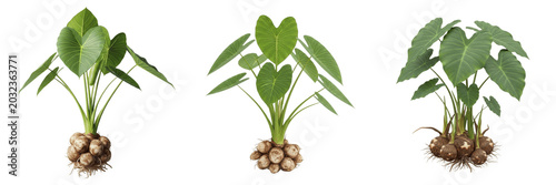 Fotografie Taro crop plant, taro roots and broad leaves showing plant anatomy, vascular tis