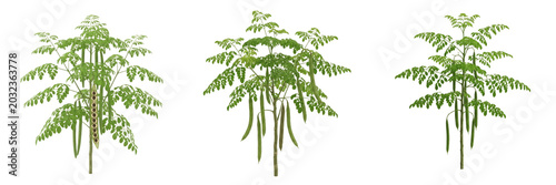 Foto Moringa crop plant, drumstick pods and leaves showing plant anatomy, vascular ti