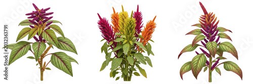 Photos Amaranth crop plant, colorful amaranth seed heads showing plant anatomy, vascula