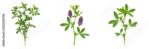 Foto Alfalfa crop plant, fresh forage stems and leaves showing plant anatomy, vascula