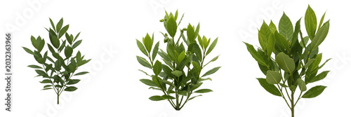 Foto Bay leaf crop plant, aromatic bay leaves and stems showing plant anatomy, vascul