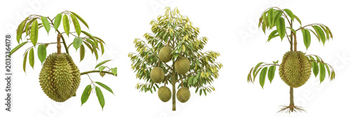 Durian crop plant, spiky fruit and leaves showing plant anatomy, vascular tissue architecture, and structural morphology within a biological reference specimen record file catalog and botanical specie
