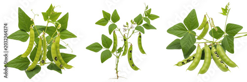 Obraz na plátne Cowpea crop, black-eyed pea pods leaves showing plant anatomy, vascular tissue a
