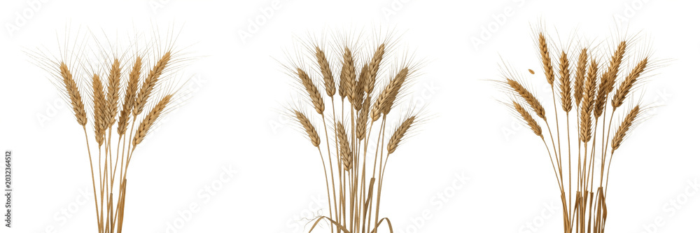 Fototapeta premium Einkorn wheat crop, primitive stalks showing plant anatomy, vascular tissue architecture, and structural morphology within a biological reference specimen record file catalog and taxonomic database 
