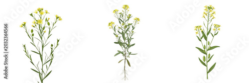 Photos Camelina crop plant, oilseed flowers showing plant anatomy, vascular tissue arch