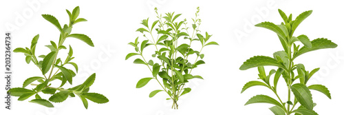 Bild auf Leinwand Stevia crop plant, sweet herb leaves showing plant anatomy, vascular tissue arch
