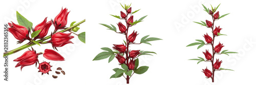 Obraz na plátně Roselle crop plant, hibiscus calyx showing plant anatomy, vascular tissue archit