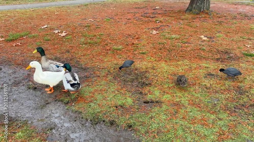 Footage of a white Aylesbury Duck and Eurasian Coots and Mallards and Wood Ducks walking around on grass and orange leaves near Wentworth Falls Lake in the Blue Mountains in New South Wales, Australia
