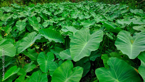Lush Tropical Taro Plant Foliage Background