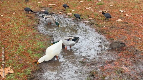 Footage of an Aylesbury Duck and Eurasian Coots and Mallards and Wood Ducks foraging for food on grass and orange leaves near Wentworth Falls Lake in the Blue Mountains in New South Wales, Australia