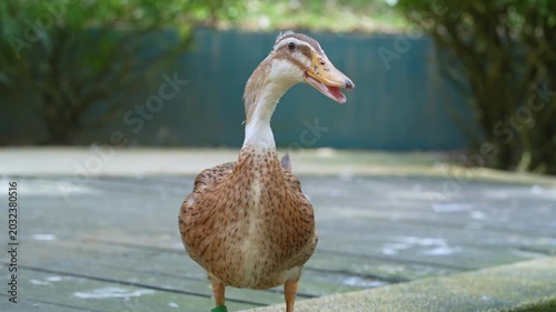 quack quack the duck, duck standing alone in the park, water dropping little by little from the duck's mouth 
