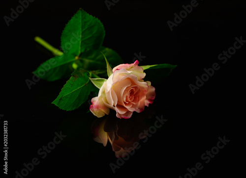 A single rose on dark glass with a reflection. Black background
