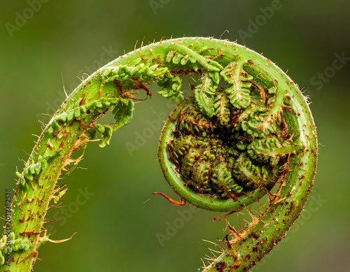 Close-up of curled green fern leaf.