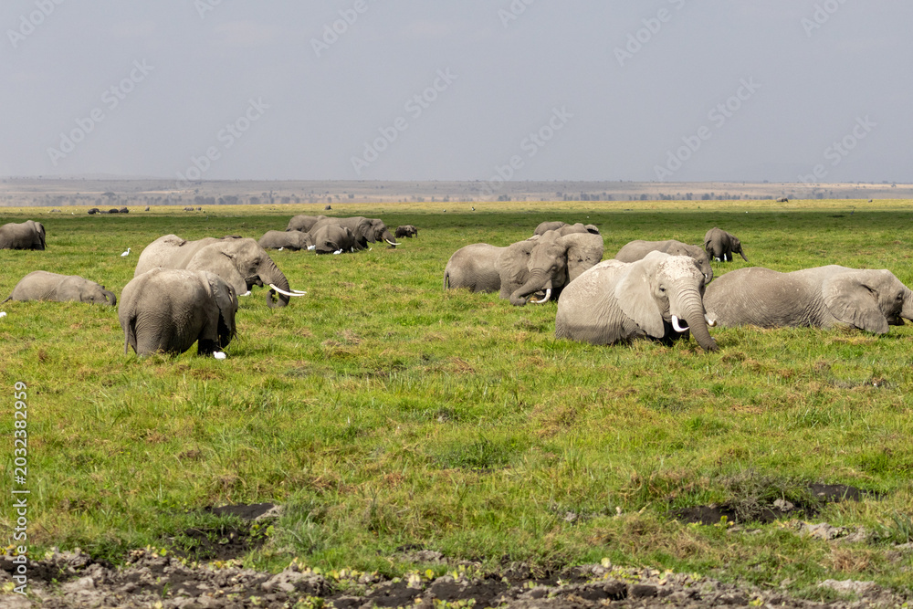 Fototapeta premium Large herd of African elephants grazing and resting in a marshy wetland under a clear sky in Amboseli National Park Kenya