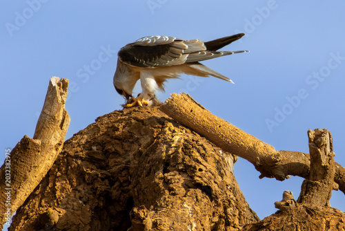 Bild auf Leinwand Black-winged kite perched on a dead tree eating its prey against a blue sky in A