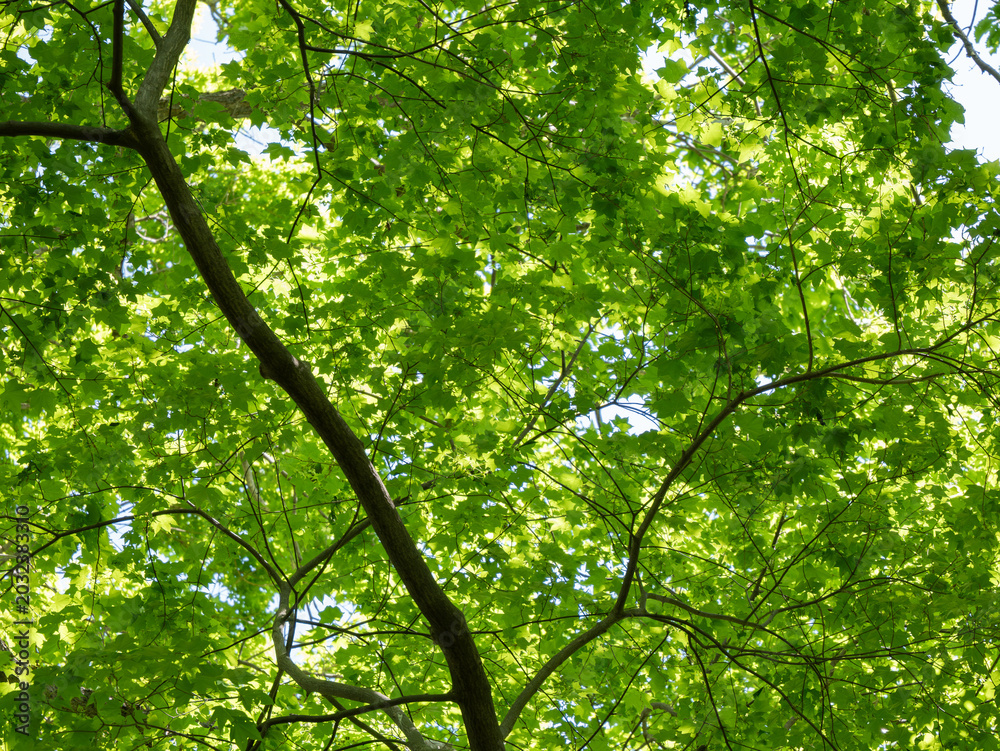 Obraz premium Maple Tree Canopy Seen from Below with Vivid Green Leaves