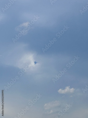 seagull in flight