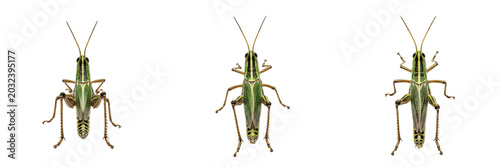 Photos Grasshopper green body structure showing biological anatomy, structural morphology, taxonomic classification traits, and agricultural crop damage parameters within a reference field