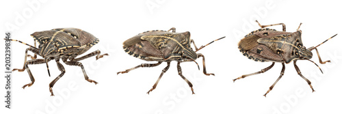 Schilderij op canvas Stink bug shield shaped crop pest showing biological anatomy, structural morphology, taxonomic classification traits, and agricultural crop damage parameters within a reference field