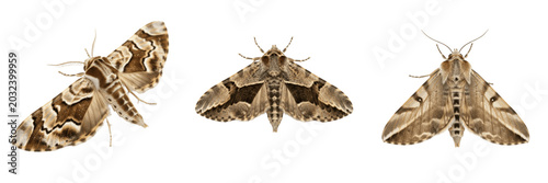Cuadro en lienzo Diamondback moth cabbage pest insect showing biological anatomy, structural morphology, taxonomic classification traits, and agricultural crop damage parameters within a reference field