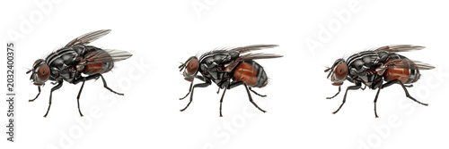 Photos Mediterranean fruit fly pest insect showing biological anatomy, structural morphology, taxonomic classification traits, and agricultural crop damage parameters within a reference field
