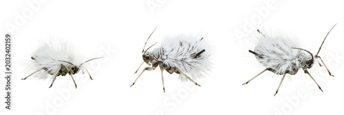 Fotografie Woolly aphid fluffy white pest showing biological anatomy, structural morphology, taxonomic classification traits, and agricultural crop damage parameters within a reference field