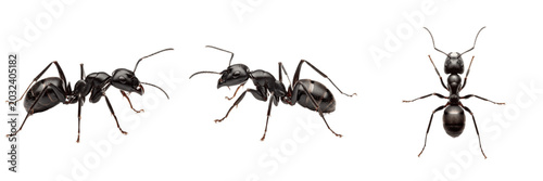 Foto Carpenter ant black pest insect showing biological anatomy, structural morphology, taxonomic classification traits, and agricultural crop damage parameters within a reference field system