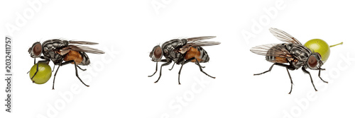 Tableau sur toile Olive fruit fly orchard pest insect showing biological anatomy, structural morphology, taxonomic classification traits, and agricultural crop damage parameters within a reference field system