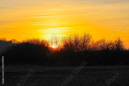 фотографія Dark silhouettes of bare bushes and trees stand against a vibrant orange-yellow sky during sunset