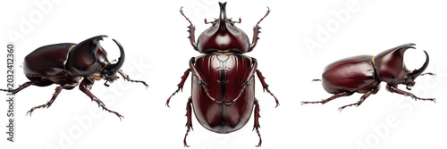 Tableau sur toile Coconut rhinoceros beetle large palm tree pest insect showing biological anatomy, structural morphology, taxonomic classification traits, and agricultural crop damage parameters within field