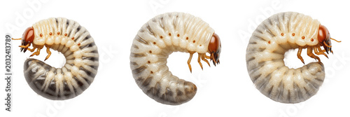 Canvas-taulu White grub beetle larva crop pest insect showing biological anatomy, structural morphology, taxonomic classification traits, and agricultural crop damage parameters within a field system