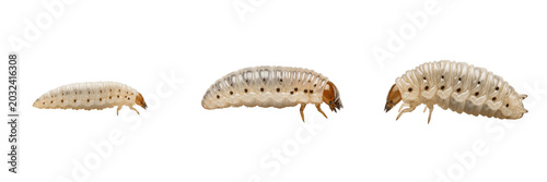 Konstfotografi Onion maggot vegetable crop pest bug showing biological anatomy, structural morphology, taxonomic classification traits, and agricultural crop damage parameters within a reference field