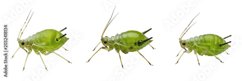 Strawberry aphid crop pest insect bug showing biological anatomy, structural morphology, taxonomic classification traits, and agricultural crop damage parameters within a reference field.